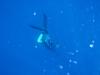 Free Diving - Aug 2009