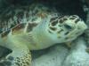 Abaco's July 2002